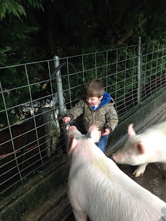 The Good and The Bad I Learned From Raising a 4-H Animal A boy waters his 4-H pigs