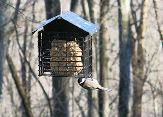 Black-capped or Carolina Chickadee doing pull-ups, Monday, November 23, 2015, 2:44:01 PM