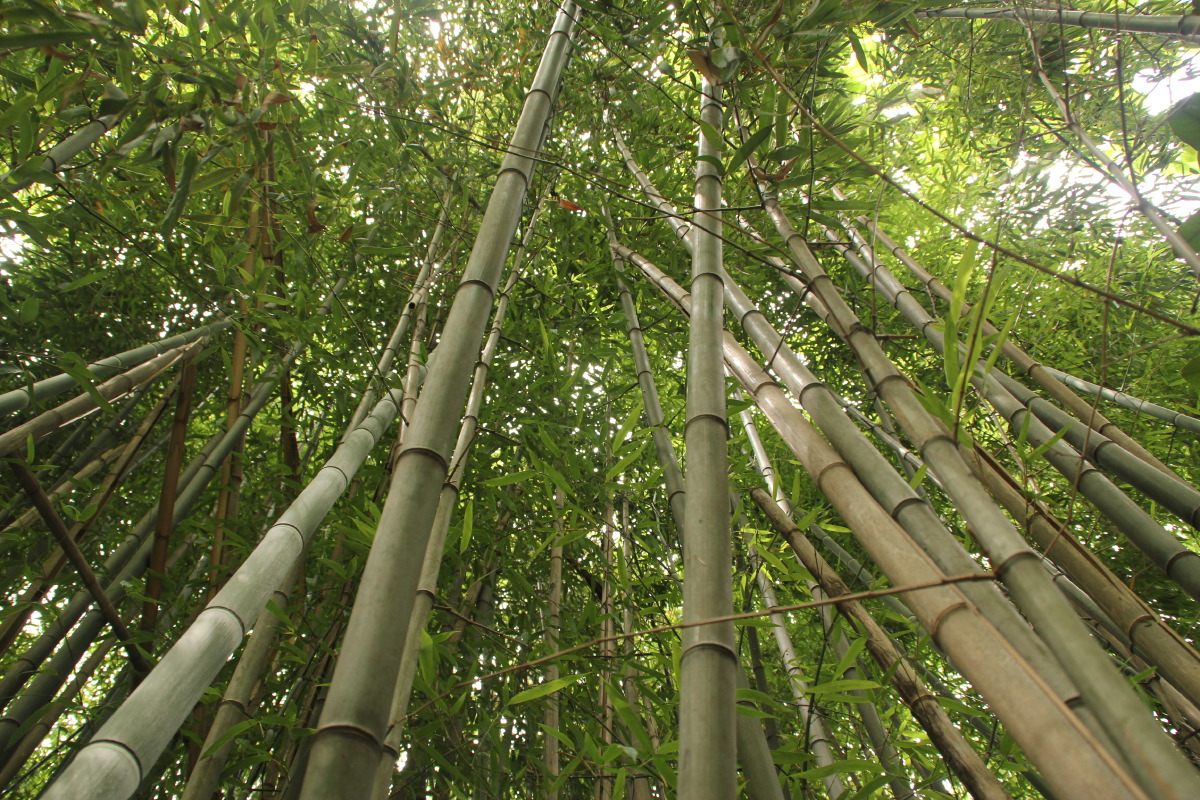 Bamboo Worktops Photos Bamboo Zoo Monkey