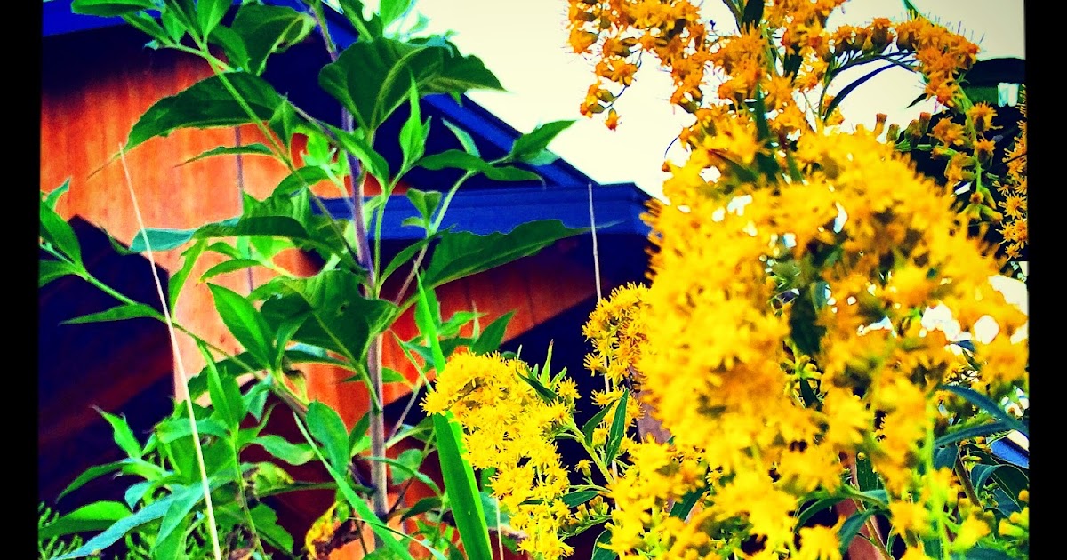 Flowers of Quiet Happiness A List...