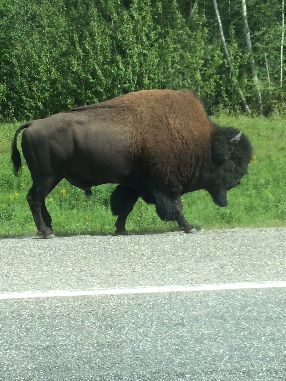 Bison 1-British Columbia