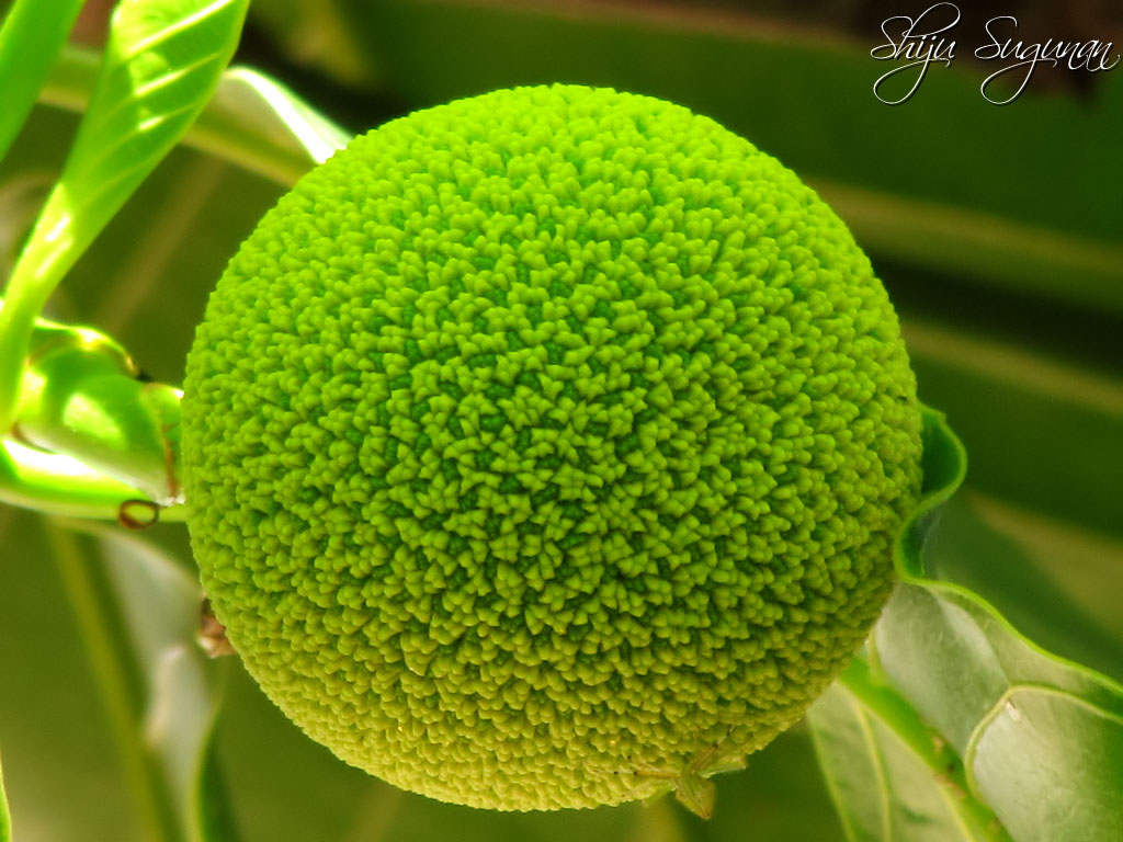 Cranium Bolts Kadam fruit