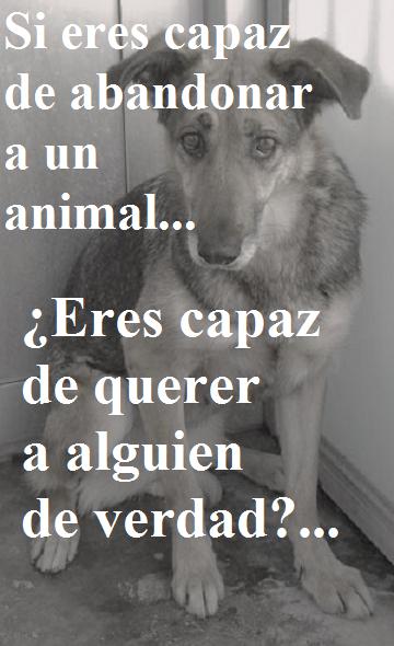 no mas maltrato animal no mas maltrato animal