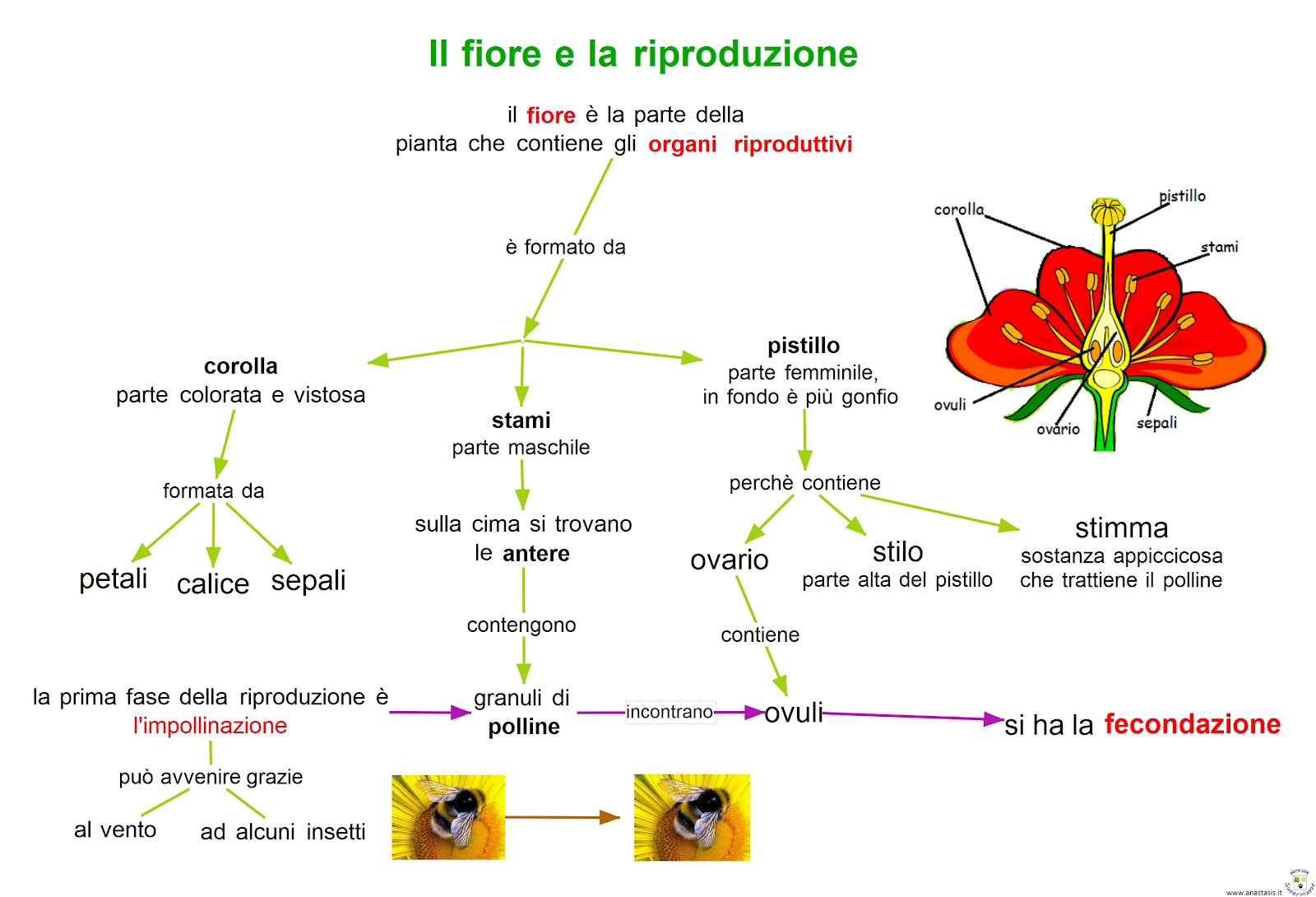 Le Parti Della Pianta Da Colorare