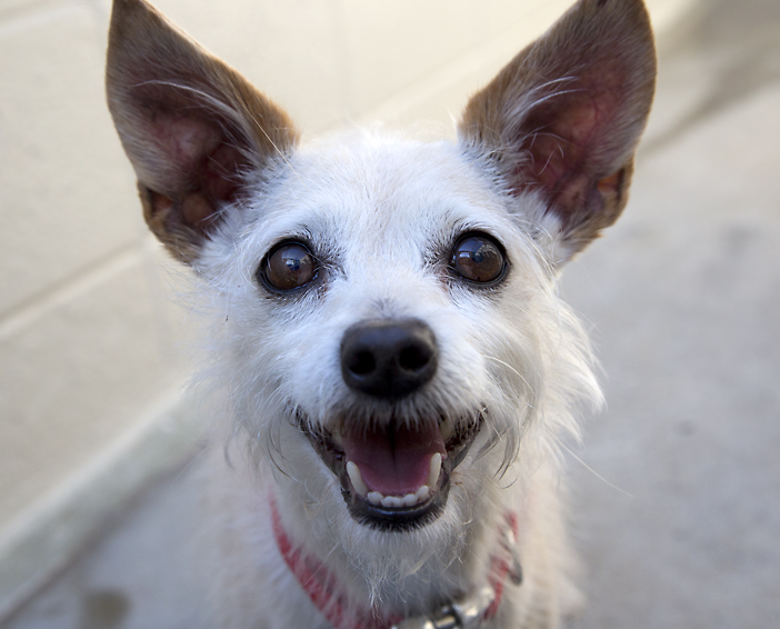 Shelter Dogs of Portland "CRACKER JACK" the surprise is in the package!