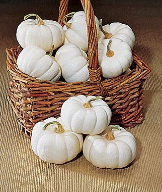 List of different types of pumpkins: Baby Boo Pumpkin
