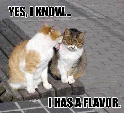 Funny Cat Pictures