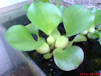 Tumbuhan Eceng Gondok