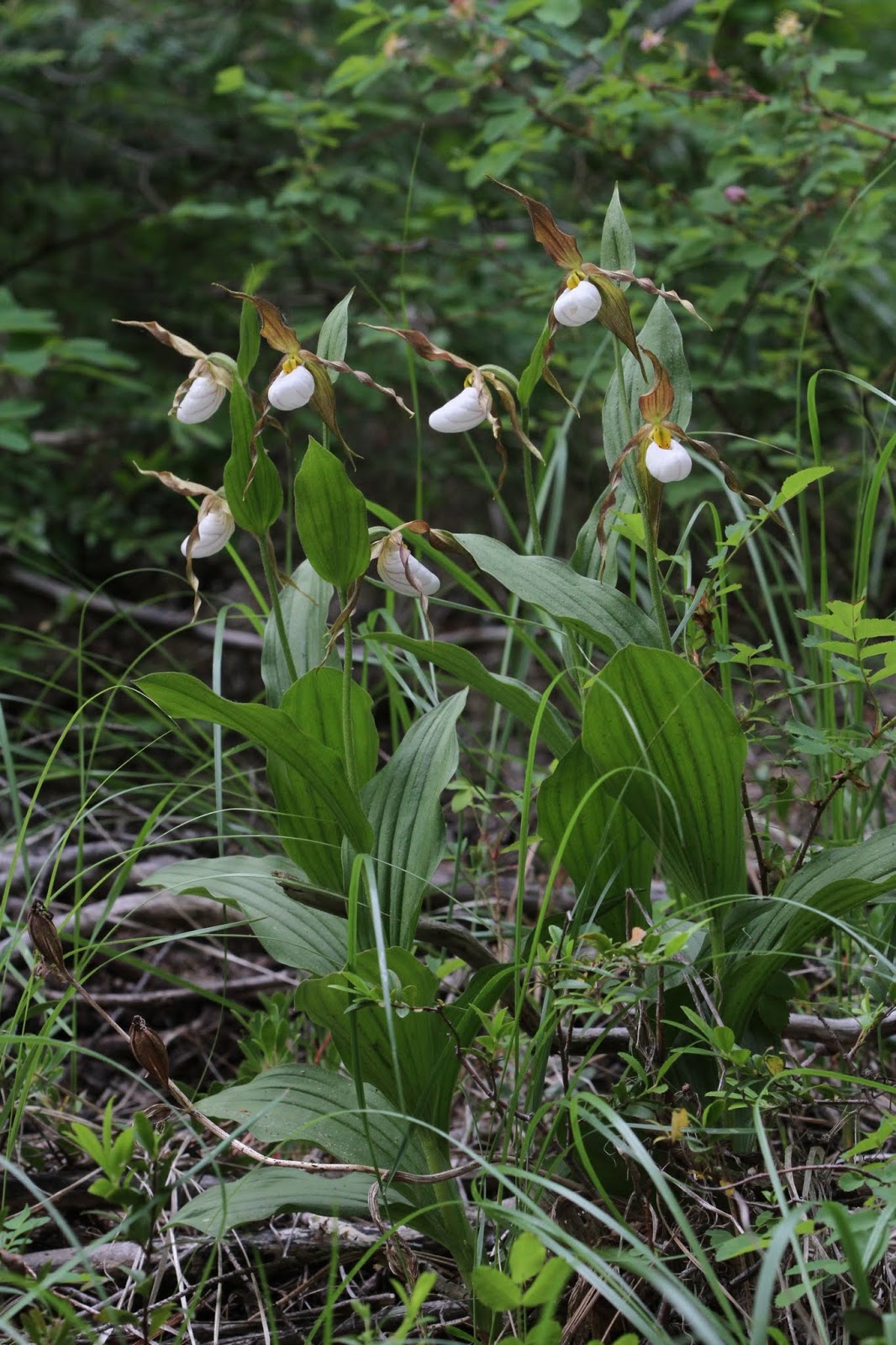 Serendipity and Orchids A Native Orchid Tour of Washington