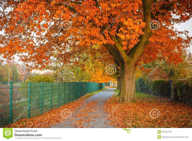 Autumn Oak Trees5