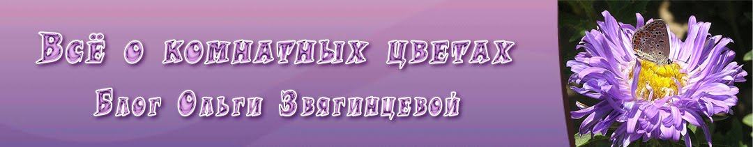 Всё о комнатных цветах.  Блог Ольги Звягинцевой