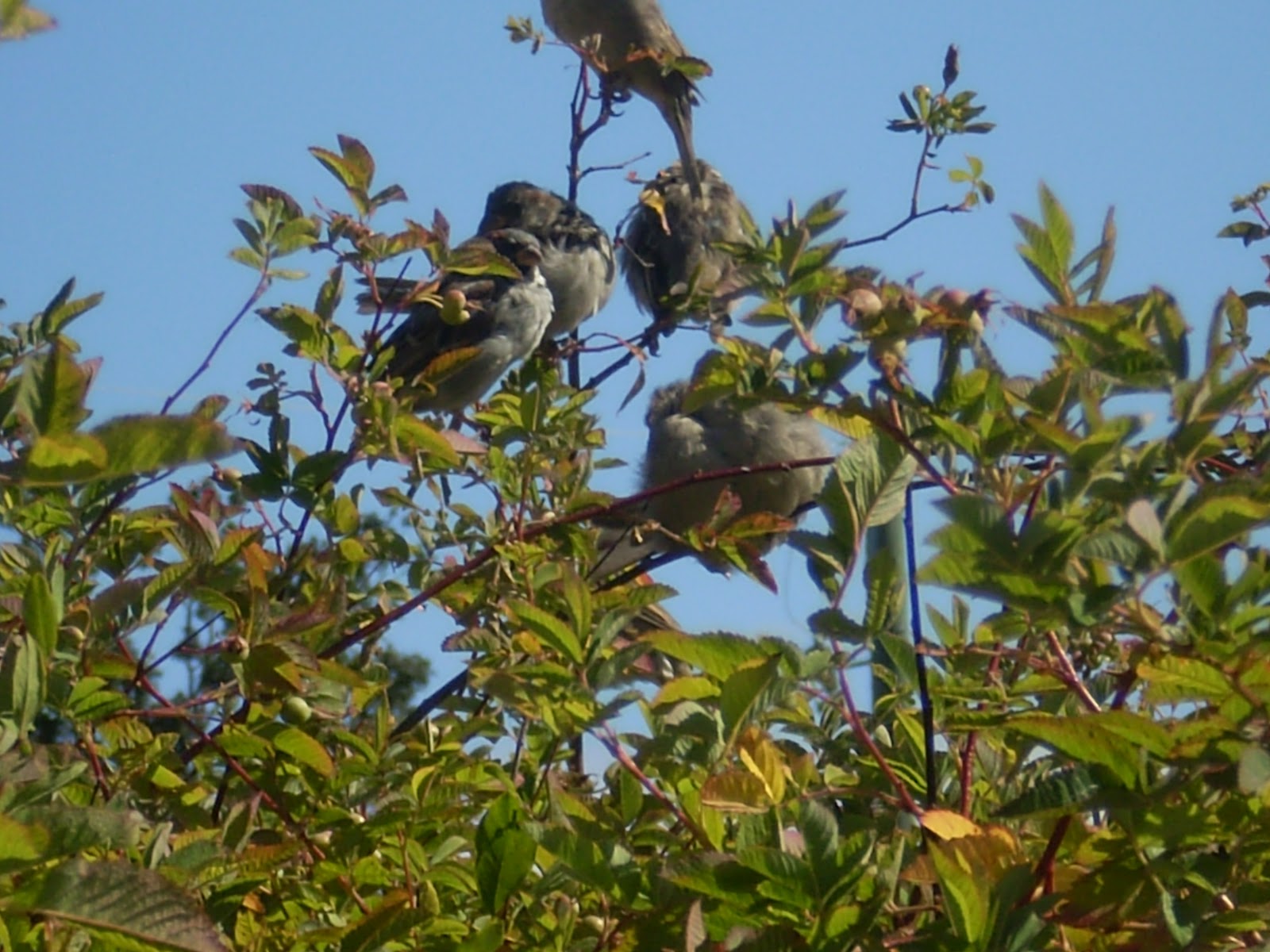 TreeWatchVictoria Urban Birds Need Trees
