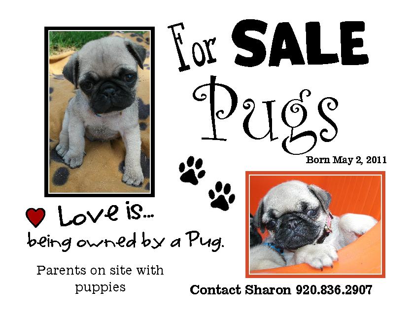 puppies for sale flyer