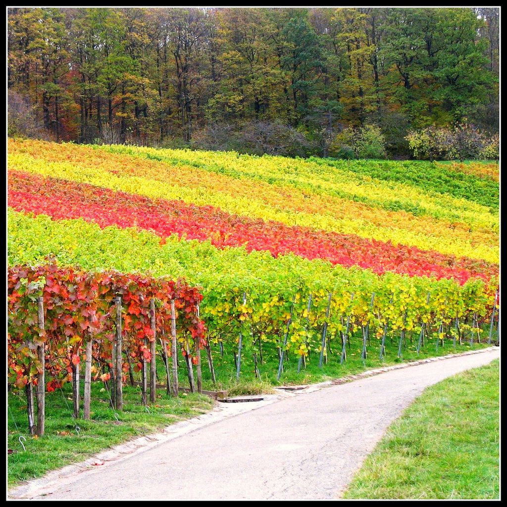 10. Last View at the Vineyard - Fall Landscape in Germany 10. Last View at the Vineyard - Fall Landscape in Germany