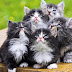 100+ Foto Gambar Lucu Yang Gokil Banget