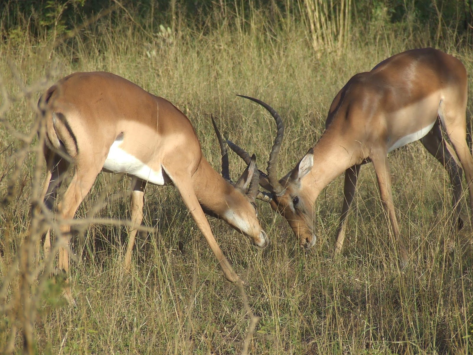 Two Bucks Fighting