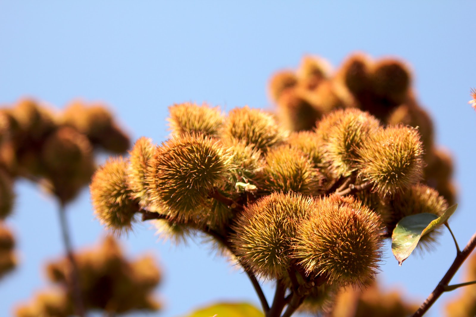 Joburg every day Plants that scream don�t touch me!