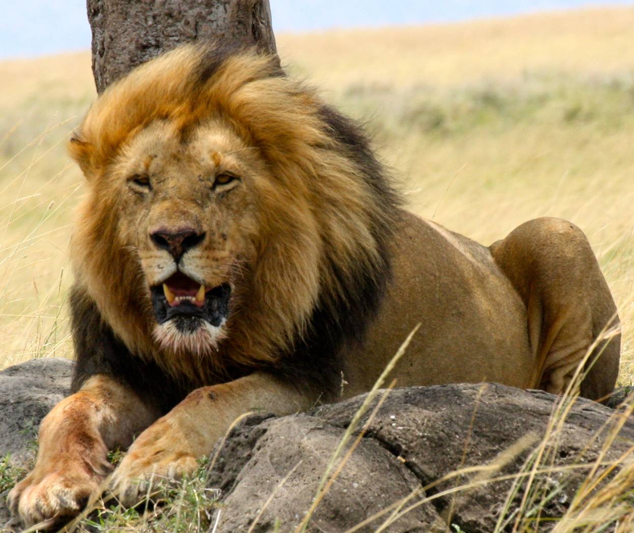 Fantastica Animal: Lion is King of Animal