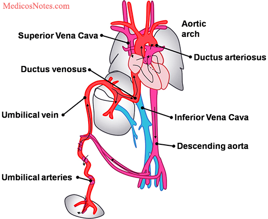 Changes in the fetus after birth (The two important events)