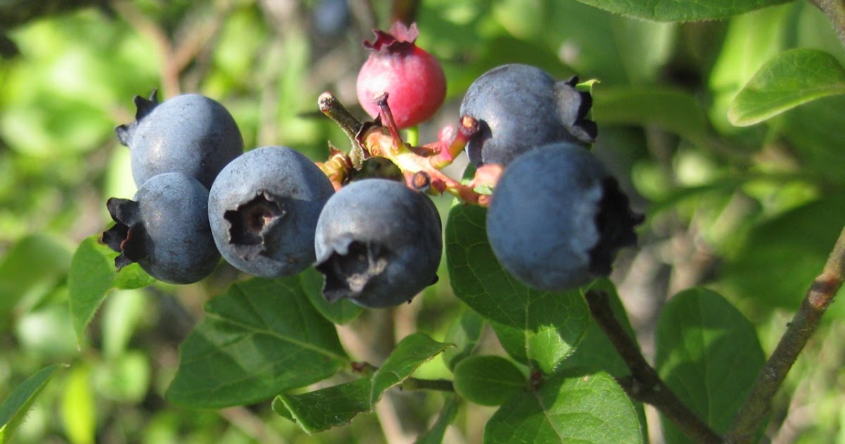 Kalamazoo Seasons Wild blueberry