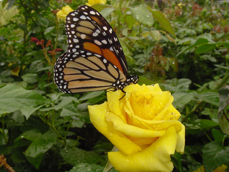 Yellow Rosesheheam wallpaper yellow rose. Yellow Rosesheheam
