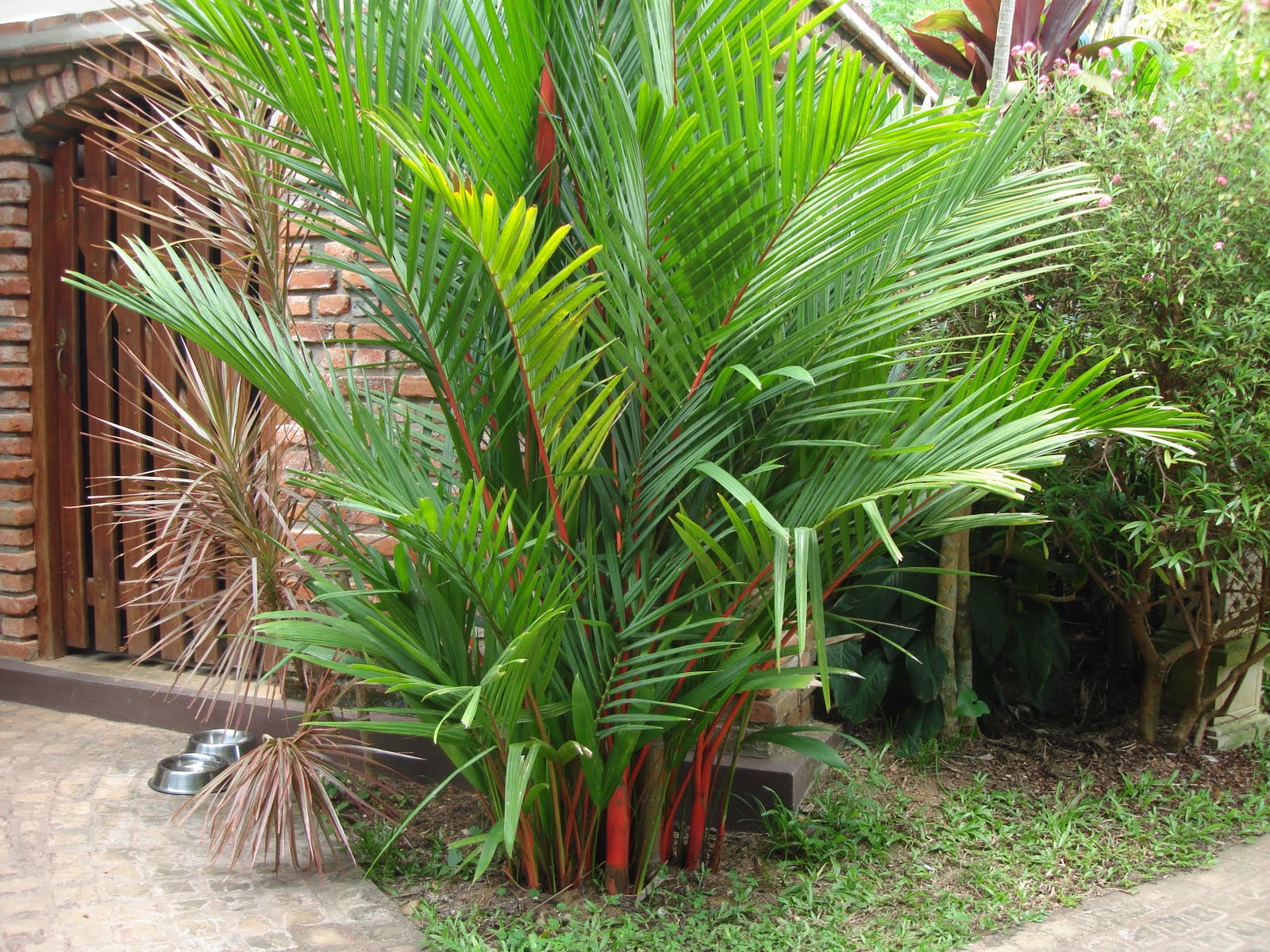 Sealing Wax Palm