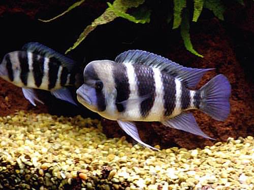 Cara Budidaya Ikan Frontosa Cara Budidaya Ikan Frontosa