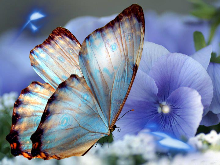 Fondos pantalla mariposas hermosas - Imagui
