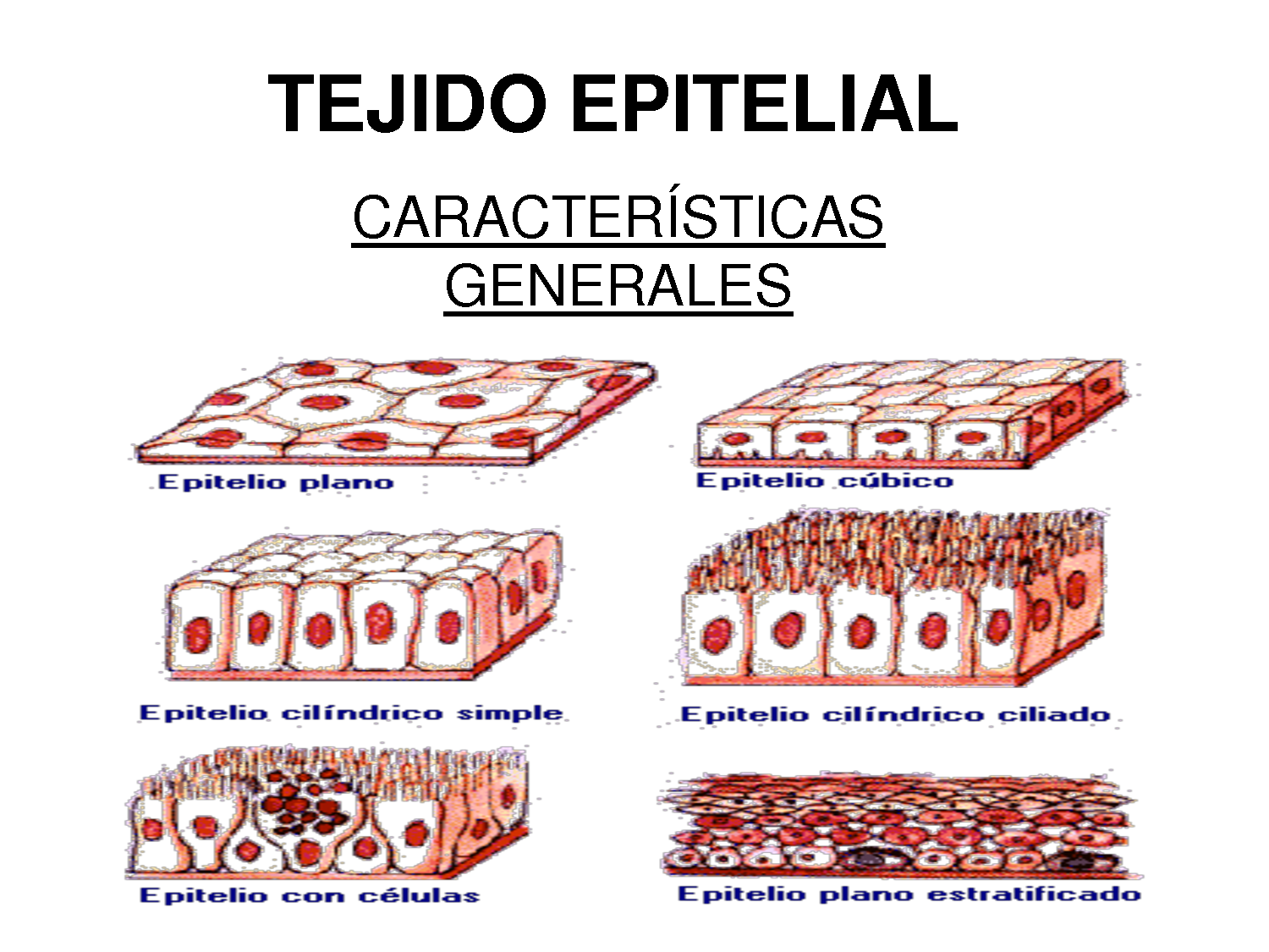 IMAGEN TEJIDO EPITELIAL PLANO SIMPLE imagen tejido epitelial plano simple: