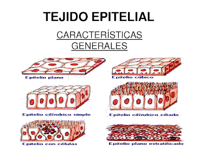 DIBUJO CLASE PAPILAS LENGUA dibujo clase papilas lengua: