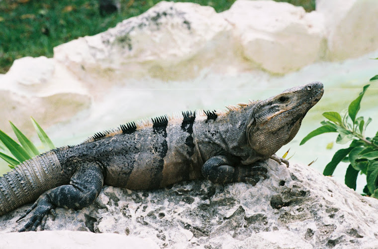 Iguana in Tulum, Mexico