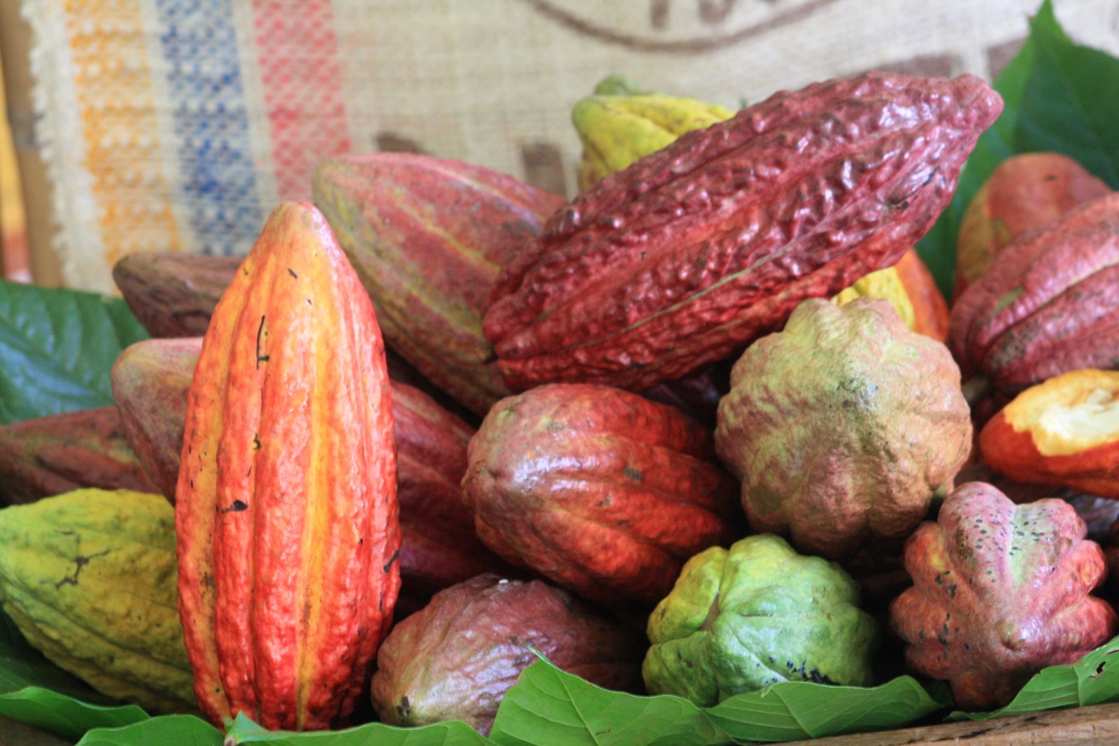 To me chocolate is my favorite food Casa Luker, Luker 1906 Premium