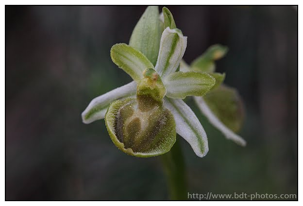 Ophrys arachnitiformis Ophrys-en-forme-d%2527araign%25C3%25A9e-%25286%2529
