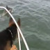 Yunus Avcısı Kurt Köpeği Video İzle