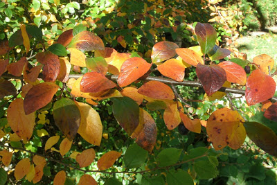 Hedge cotoneaster fall colour by garden muses--a Toronto gardening blog