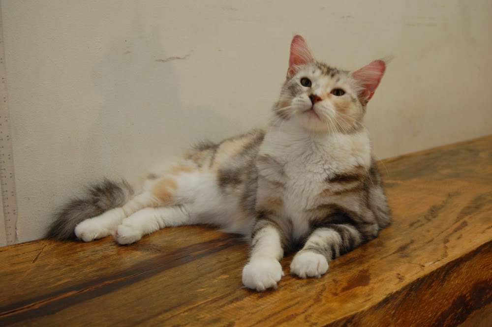 Ragdoll Cats | Fun Animals Wiki, Videos, Pictures, Stories