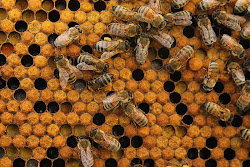 Beekeeping