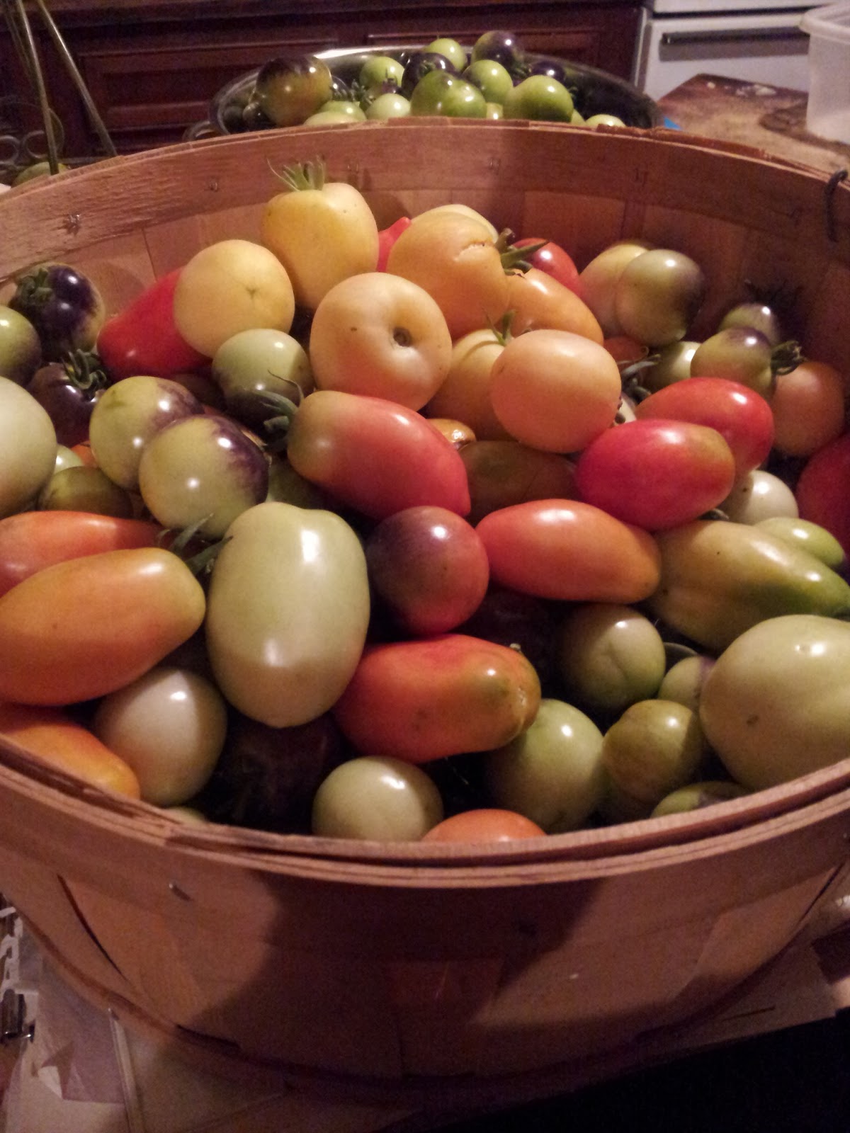 TSG The Yellow Bowl of Texas! Healthy Tomatoes