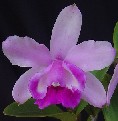 C. int. orlata