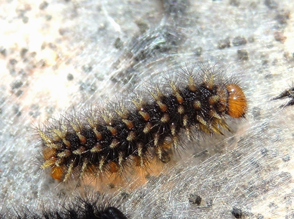 Oruga de Euphydryas aurinia Oruga de Euphydryas aurinia