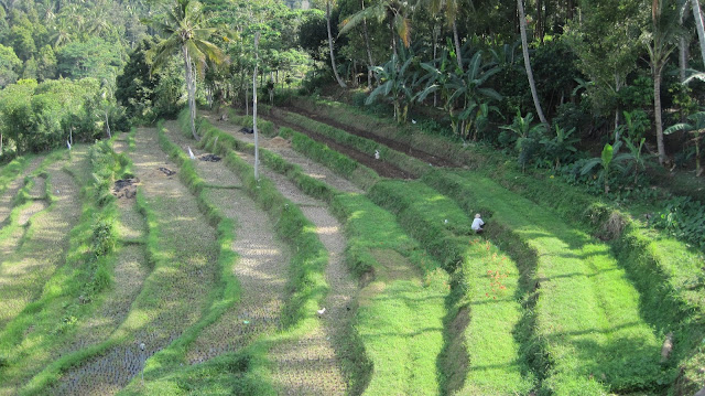 Paisaje de arrozales en Bali