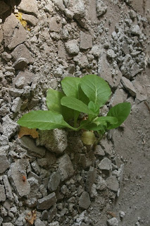 A tobacco plant in the room we were cleaning A tobacco plant in the room we were cleaning