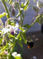 borage attracts bees