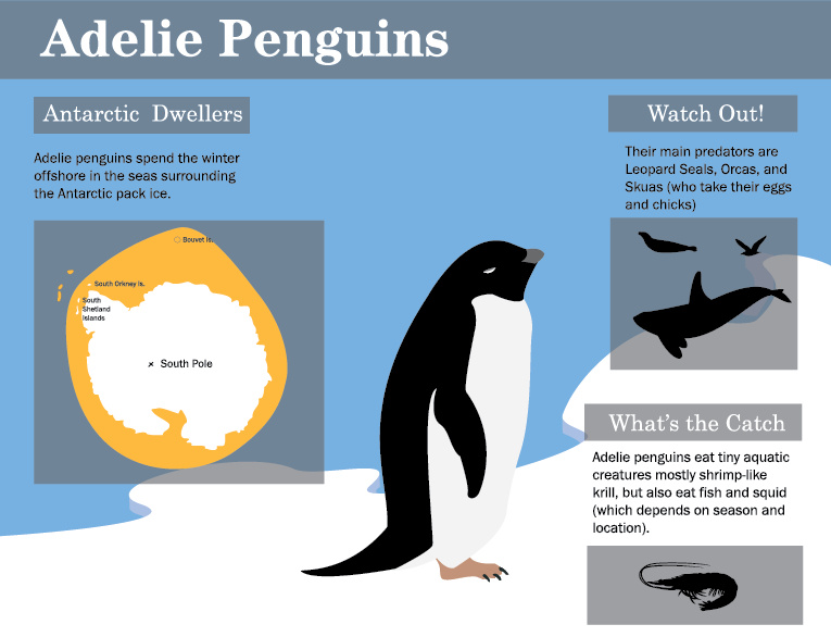 Infinitely Blissful: Adelie Penguin Assignment