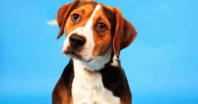 Humane Society St Louis Adoptable Dogs Humane Society St Louis Adoptable Dogs