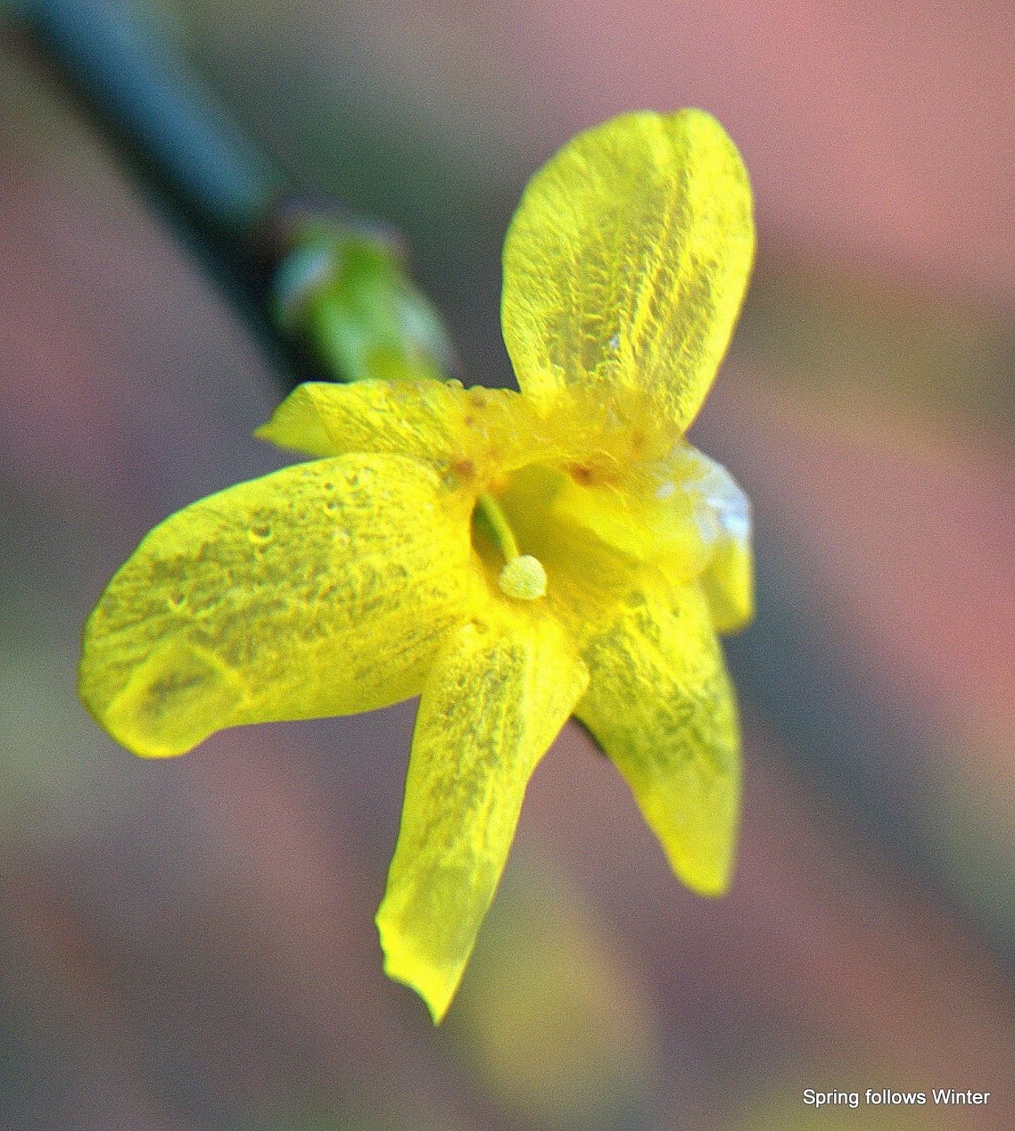 Spring follows Winter Winter Jasmine Jasminum nudiflorum