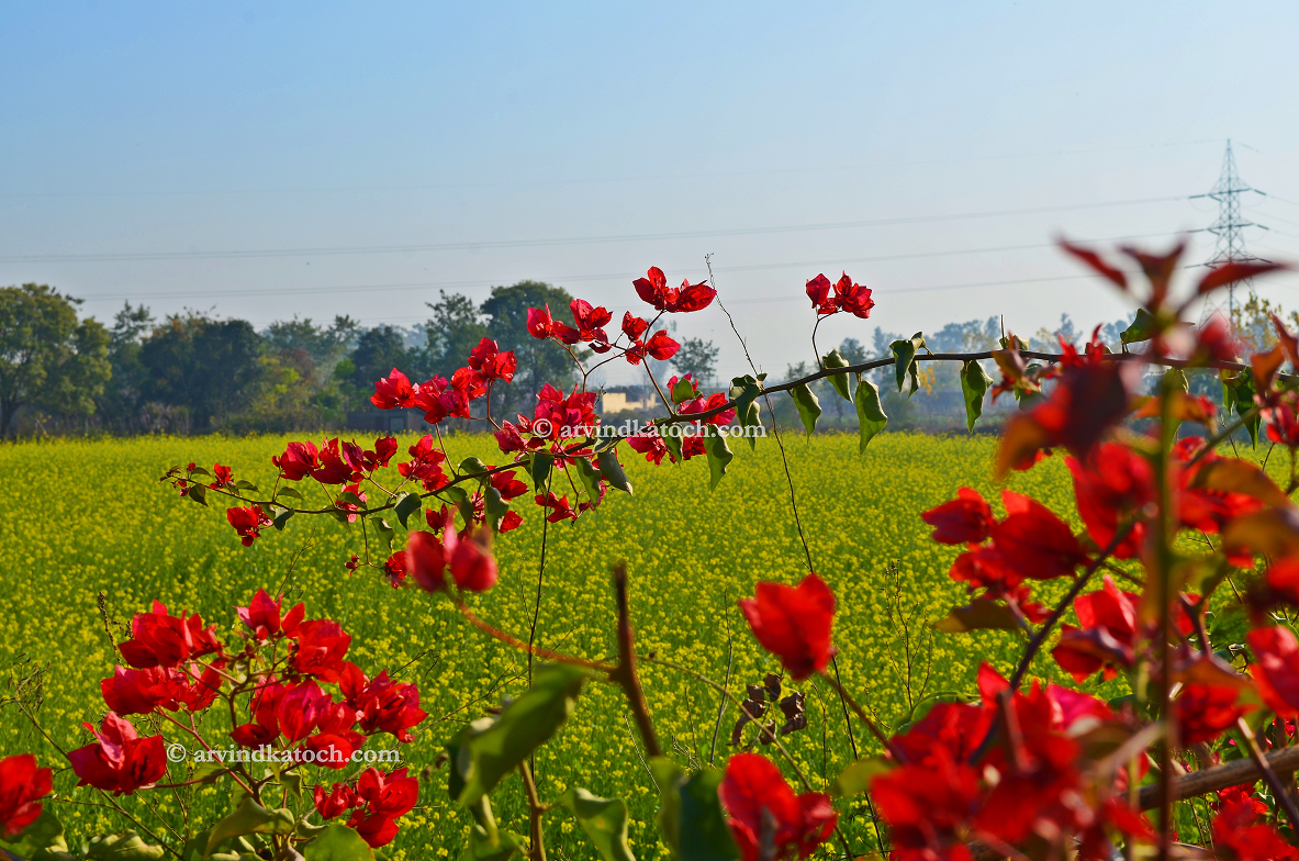 Beautiful HD Pictures of Punjab (India)