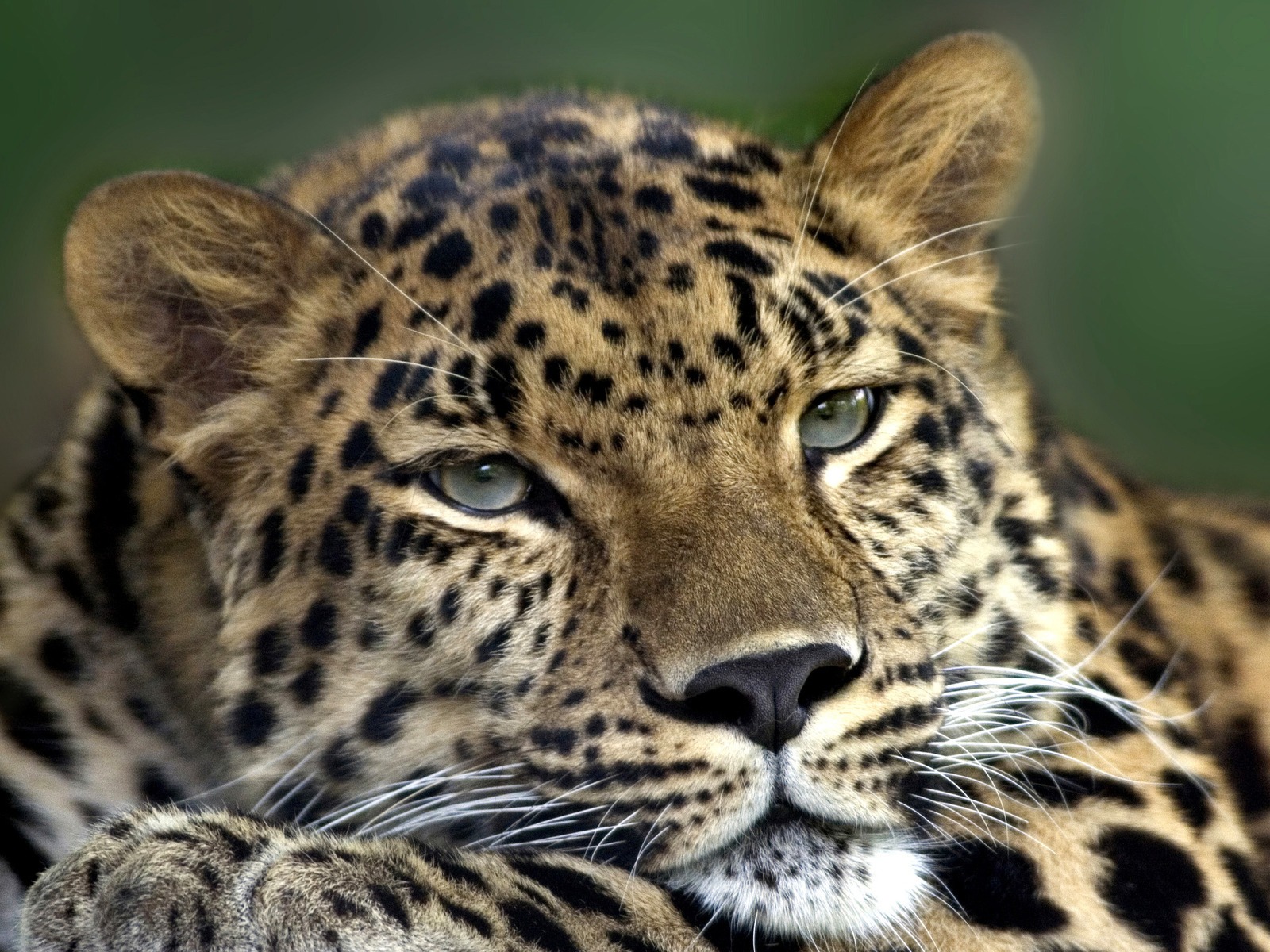 http://4.bp.blogspot.com/-wqXHoUQ15vE/TcbuT7zQpHI/AAAAAAAABeo/QG9cX0lomUE/s1600/Wallpapers-lazy-cheetah-wallpaper%2BWallpaper.-767373.jpg