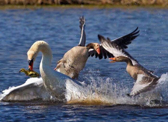 Canada Goose Attacking Dog In Boat Canada Goose Attacking Dog In Boat
