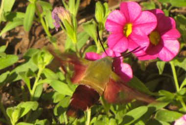 Hummingbird Moth